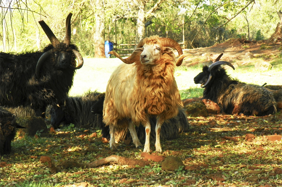 Grande leilão de ovelhas Lanada será realizado no dia 15 de agosto